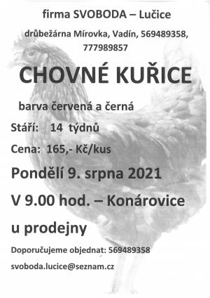 Prodej chovných kuřic 9.8.2021