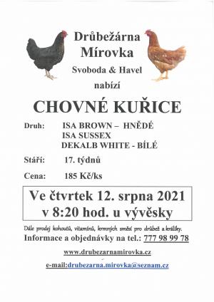 Prodej chovných kuřic 12.8.2021