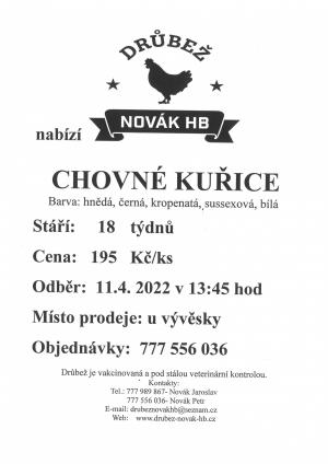Chovné kuřice 11.4.2022