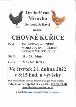 Chovné kuřice 21.4.2021
