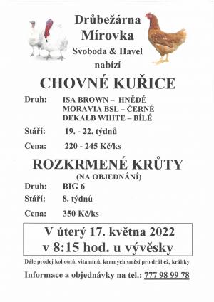 Chovné kuřice