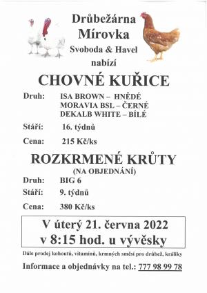 Chovné kuřice drůbežárna Mírovka přijede 21.6.2022 v 8:15