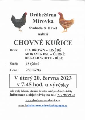 Chovné kuřice prodej 20.6.2023 Na Rynku od 7:45 hod.