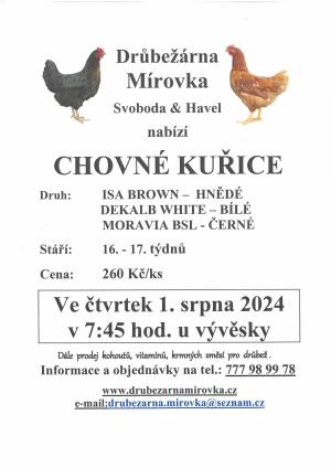 Chovné kuřice 1.8.2024 v 7:45 hod.