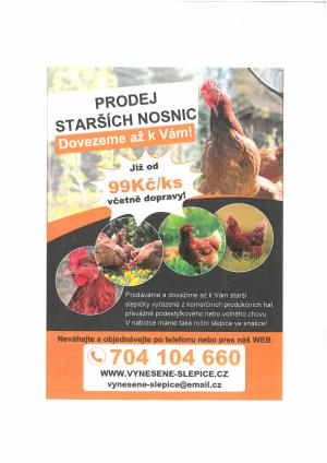 Prodej starších nosnic. Dovezeme až k Vám!