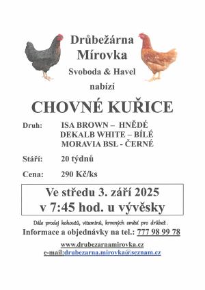 prodej chovných kuřic